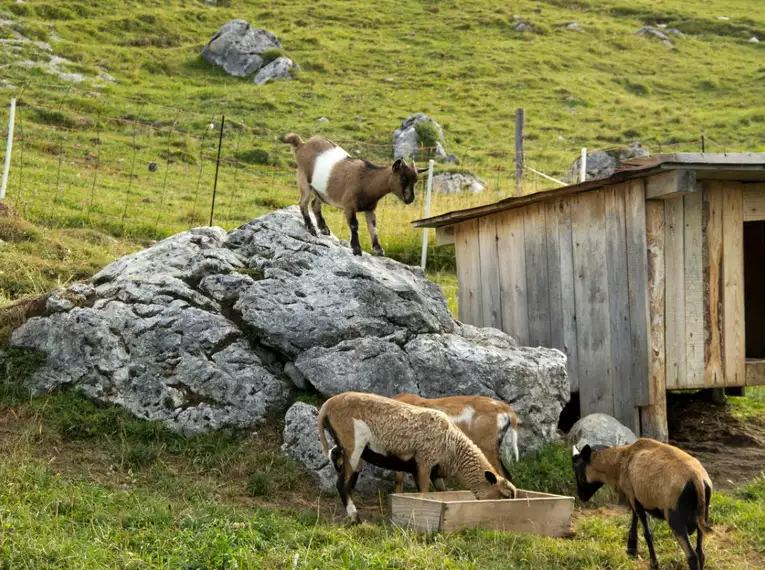 Alpenüberquerung am Romediusweg von Innsbruck ins Südtiroler Passeiertal