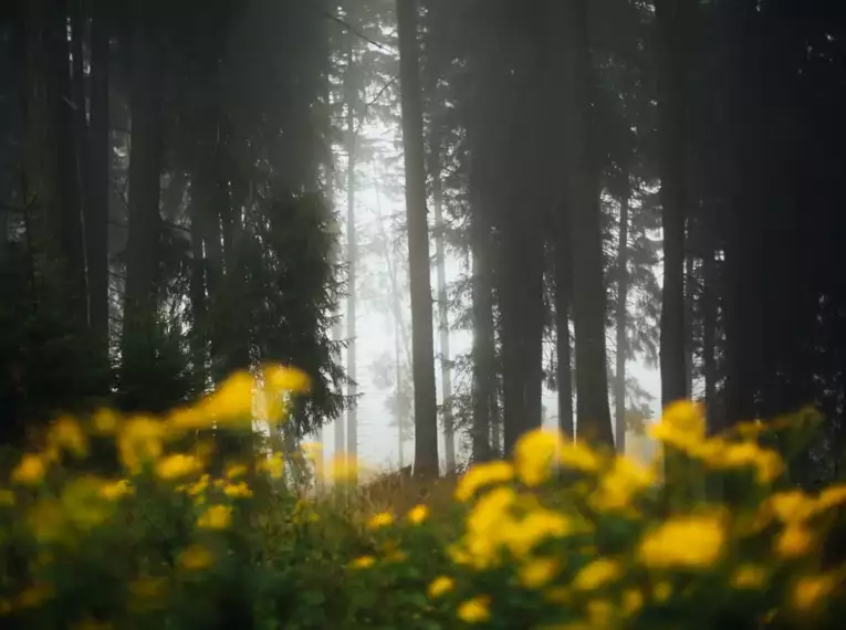 Alpenüberquerung: Von Alm zu Alm