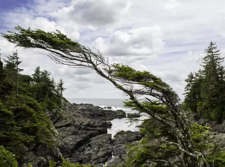 Wilde Küstenlandschaft und Bäume auf Vancouver Island