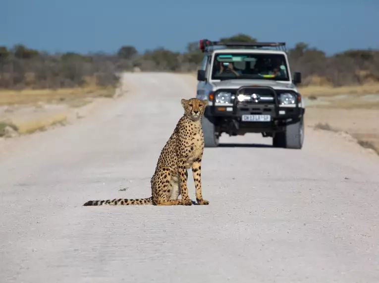 Die Highlights des südlichen Afrika erleben