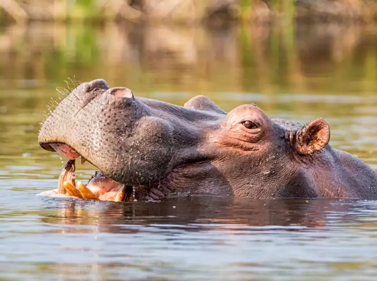 Namibia & Botswana - Tiervielfalt zwischen Wüstenbergen und Flussoasen