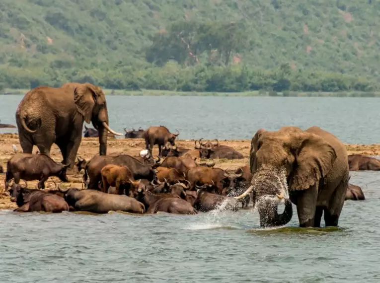 Uganda: Auf den Spuren der majestätischen Berggorillas