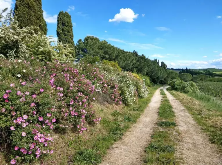 Individuelle Wanderwoche "Malerische Toskana"