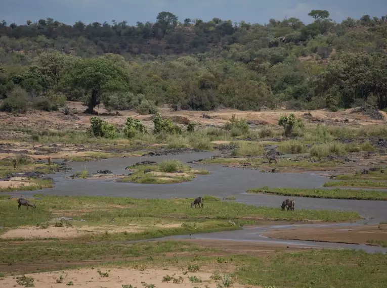 Flusslandschaft in Südafrika mit Wildtieren im Hintergrund.