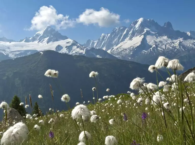 Feld mit Baumwollgras vor den schneebedeckten Gipfeln der Alpen.