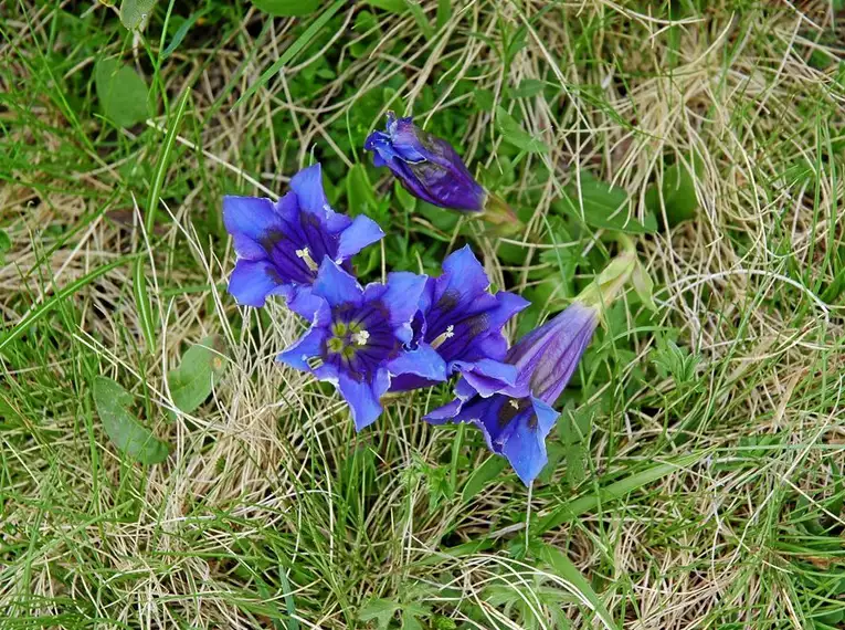 Blauer Enzian auf einer Bergwiese in den Alpen, umgeben von Gras und winzigen Pflanzen.