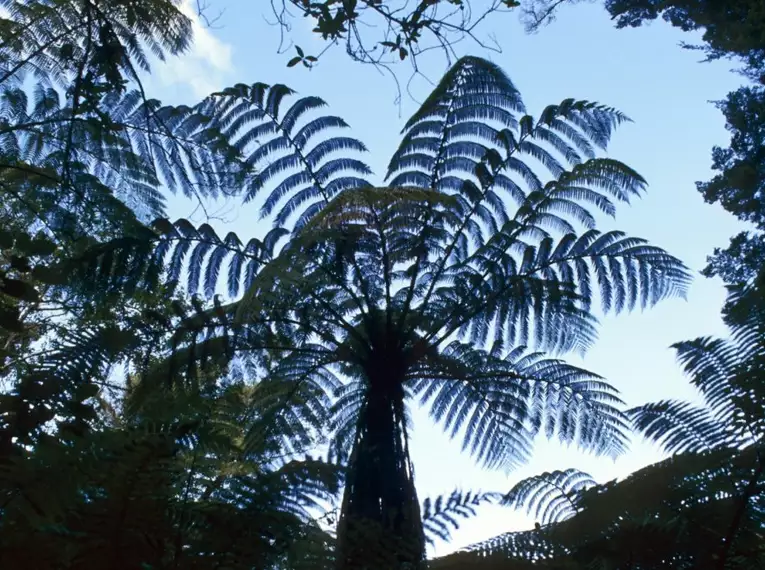 Wanderwoche Neuseeland - Zwischen Vulkanen und Regenwäldern