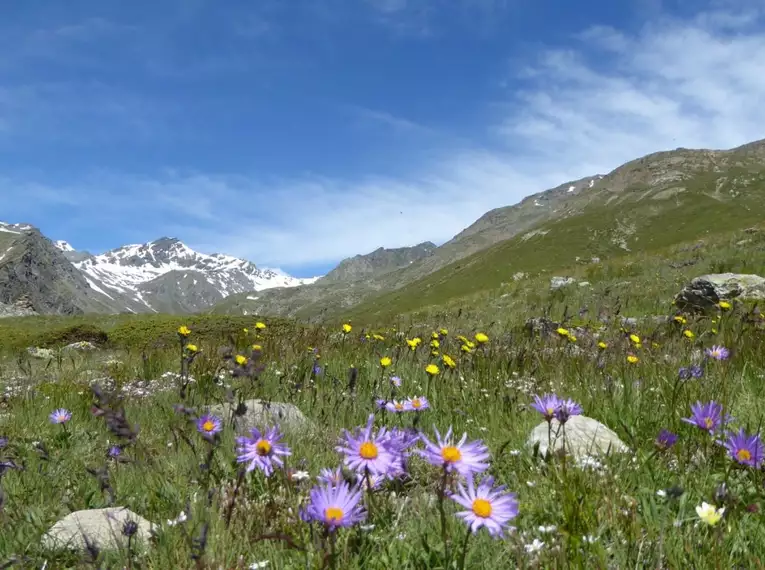 Blühende Alpenwiese mit Bergpanorama der Ortler Gruppe