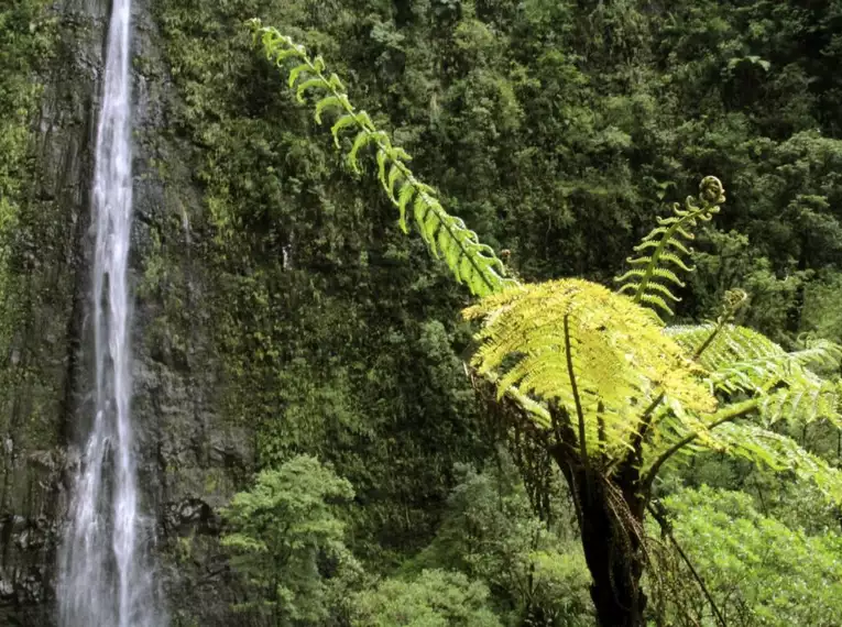 La Réunion: Eine Insel der Kontraste und kulinarischen Genüsse