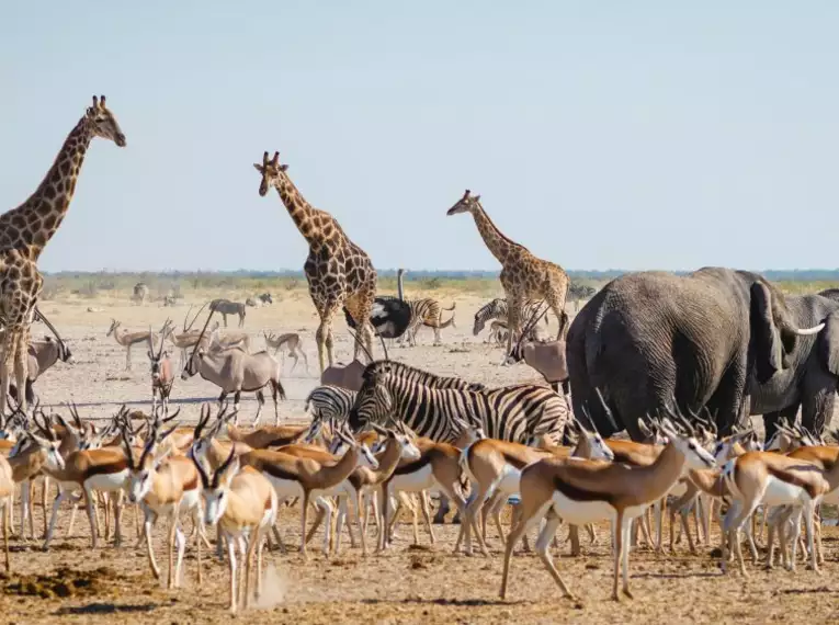 Namibia & Botswana - Tiervielfalt zwischen Wüstenbergen und Flussoasen