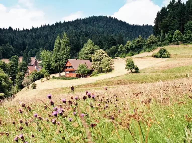 Die schönsten Wanderungen im Schwarzwald