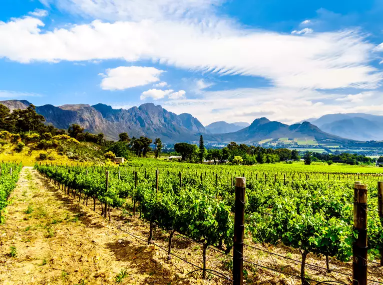 Weinberge mit Bergkulisse in Südafrika