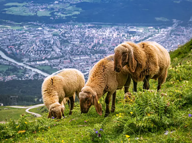 Individuelle Alpenüberquerung von Alm zu Alm