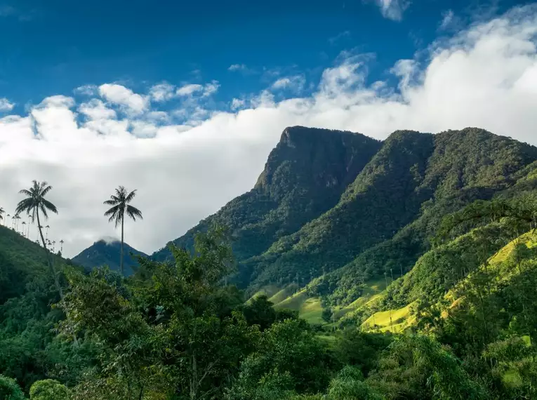 Panoramablick auf das Cocora Tal mit hohen Wachspalmen