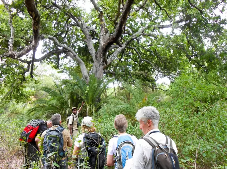 Reisegruppe wandert mit Guide durch dichten Busch in Südafrika.