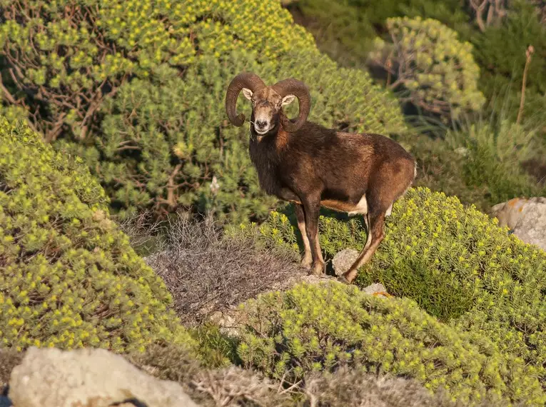 Sardiniens Zauber: Auf den Spuren der Hirtenpfade