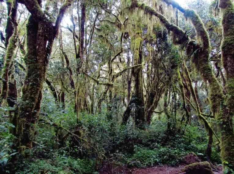 Kilimanjaro: Machame-Route (Southern Cicuit)