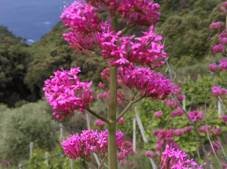 Blühende pinke Blumen vor der Küstenlandschaft der Cinque Terre.