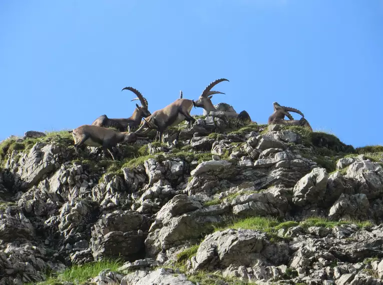 Steinbock-Wanderwoche im Allgäu