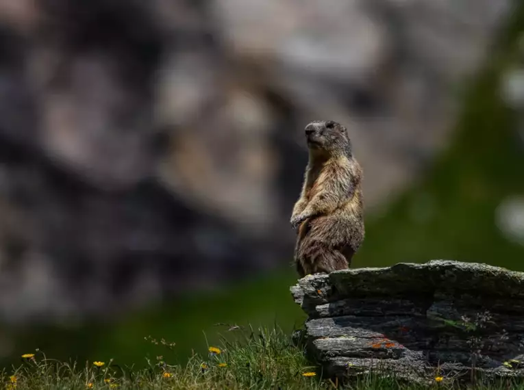 Ein Murmeltier sitzt auf einem Felsen in alpiner Landschaft.