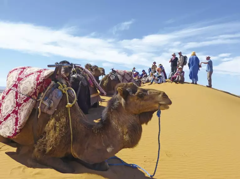 Gruppe mit Kamelen auf einer Düne in Marokko, Sahara. Abenteuerreise durch die Wüste, Sonnenaufgang erleben.