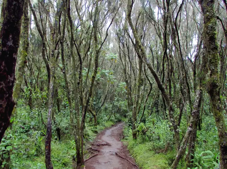 Kilimanjaro: Marangu-Route