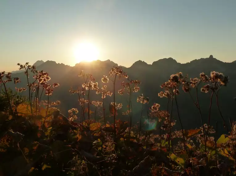 Sonnenaufgang mit Pflanzen im Vordergrund und Bergsilhouette der Allgäuer Alpen im Hintergrund. Ideal für Wanderungen.