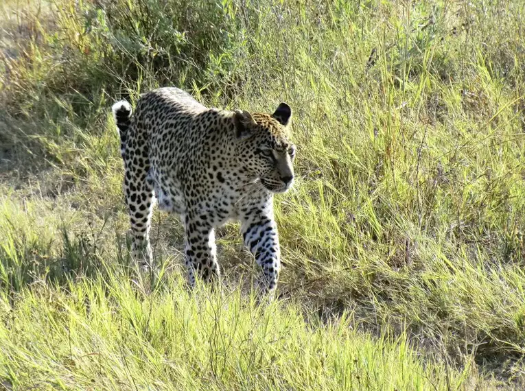 Botswana - Das grüne Herz der Kalahari mit Egmont Strigl