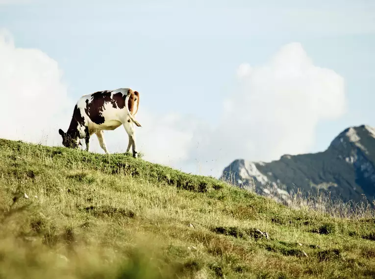 Eine Kuh weidet auf einer grünen Alpweide mit Bergkulisse und blauem Himmel im Hintergrund.