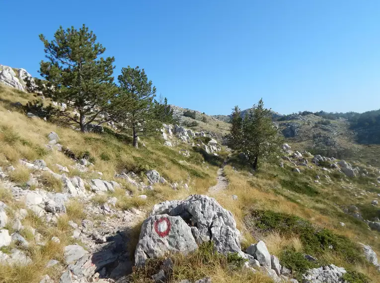 Ein Wanderpfad führt durch das Biokovo-Gebirge, umgeben von Felsen und Kiefern.