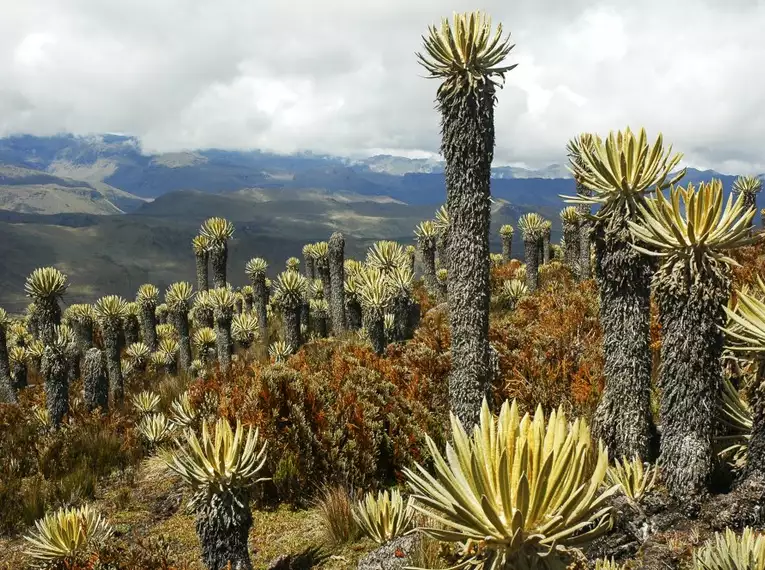 Kolumbien hautnah erleben: Trekkingabenteuer von den Bergen bis zur Karibikküste