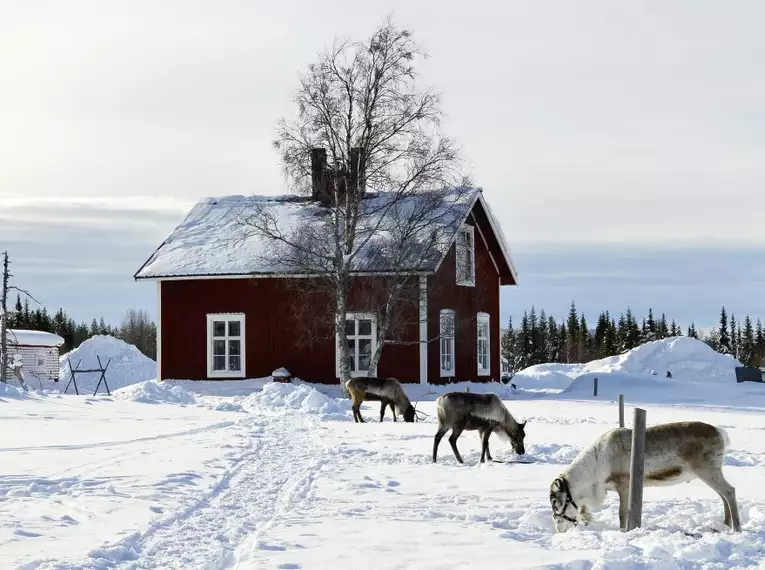 Magische Winteridylle in Schweden: Authentische Naturerlebnisse im Wildnisgehöft Solberget