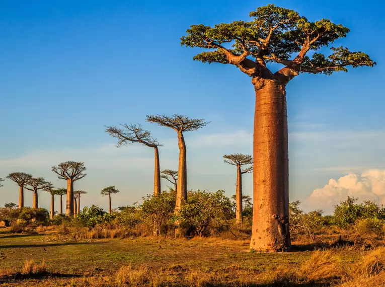 Die Highlights von Madagaskar erleben