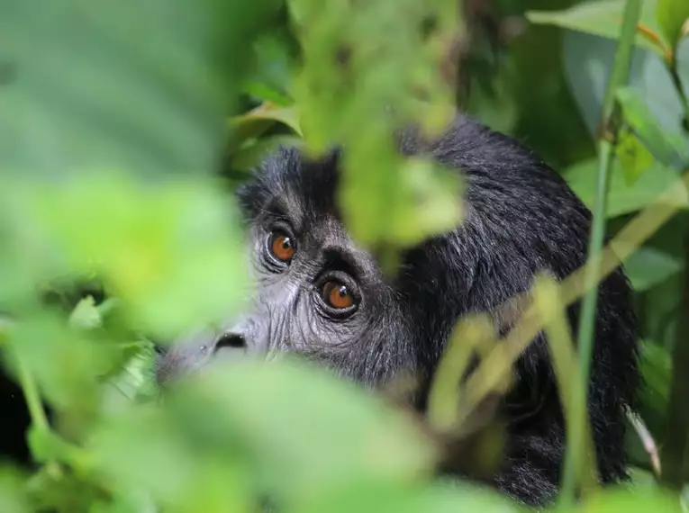 Uganda: Auf den Spuren der majestätischen Berggorillas