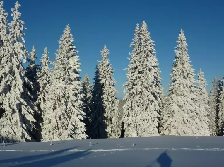 Schneeschuhwandern im Lappland