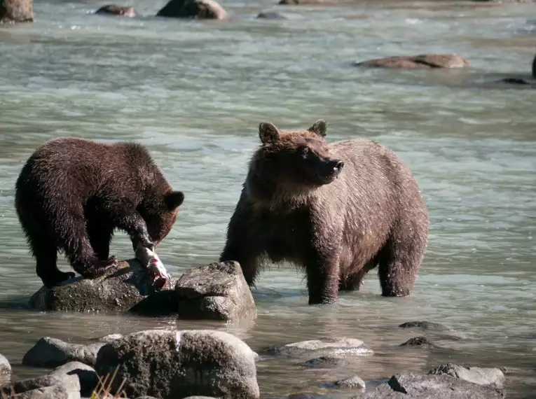 Abenteuer Yukon & Alaska: Paddeln auf dem legendären Fluss