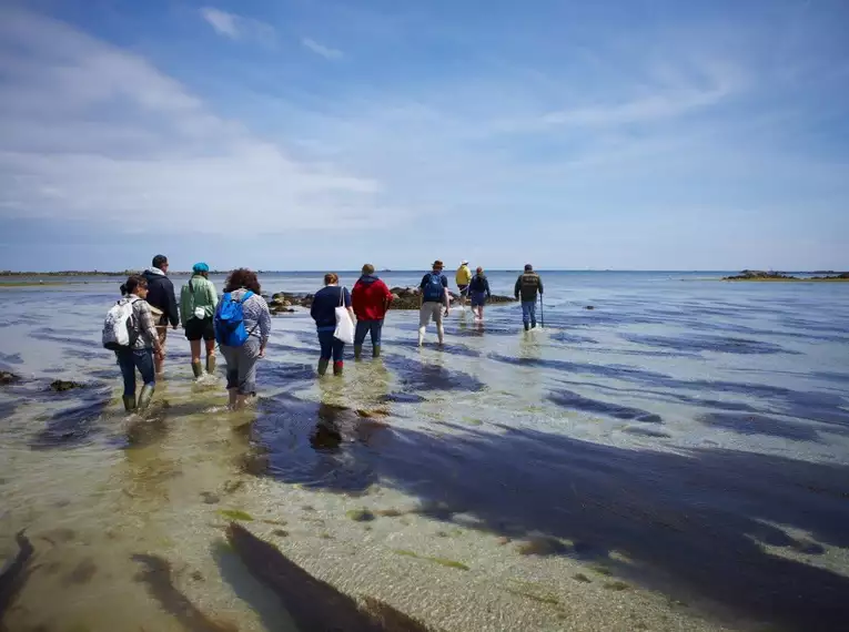 Gruppe von Wanderern im flachen Meerwasser auf Jersey, Kanalinseln