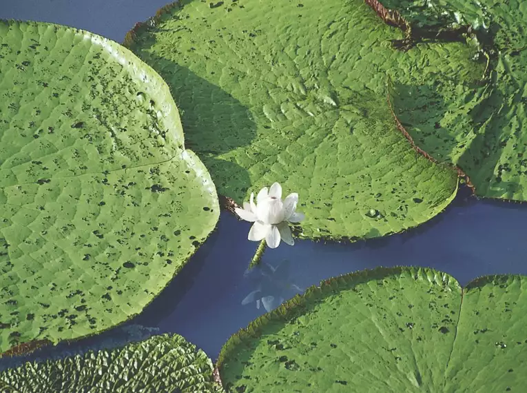 Durchquerung Perus von West nach Ost – von den Anden bis zum Amazonas