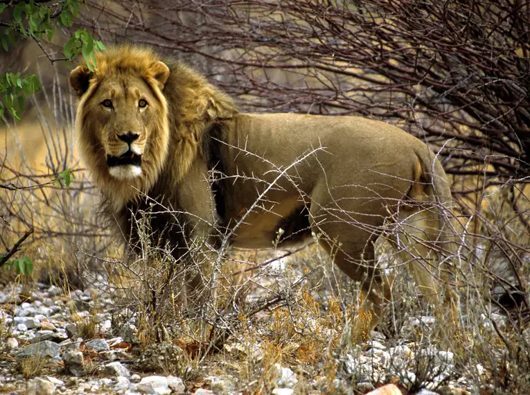 Silvester in Namibia