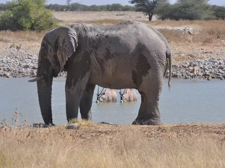 Silvester in Namibia