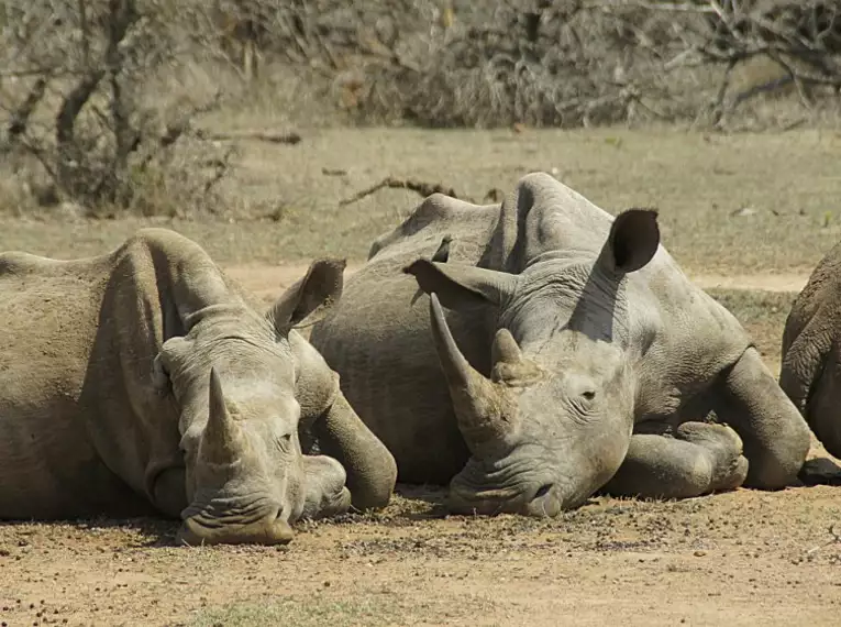 Zwei Nashörner ruhen auf einer trockenen Erde in Südafrika.