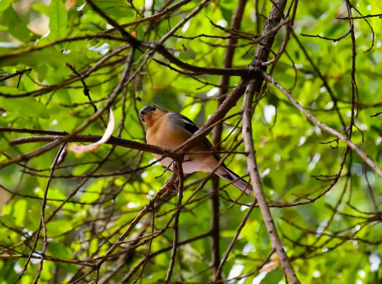 La Gomera: Ein Naturparadies zum Verlieben