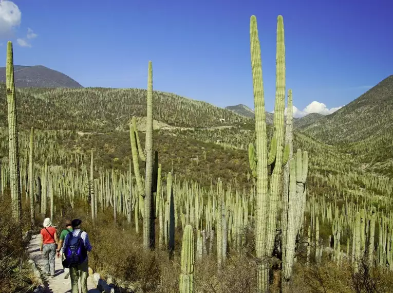 Wanderer durchqueren den Kakteenwald in Zapotitlán, Mexiko.