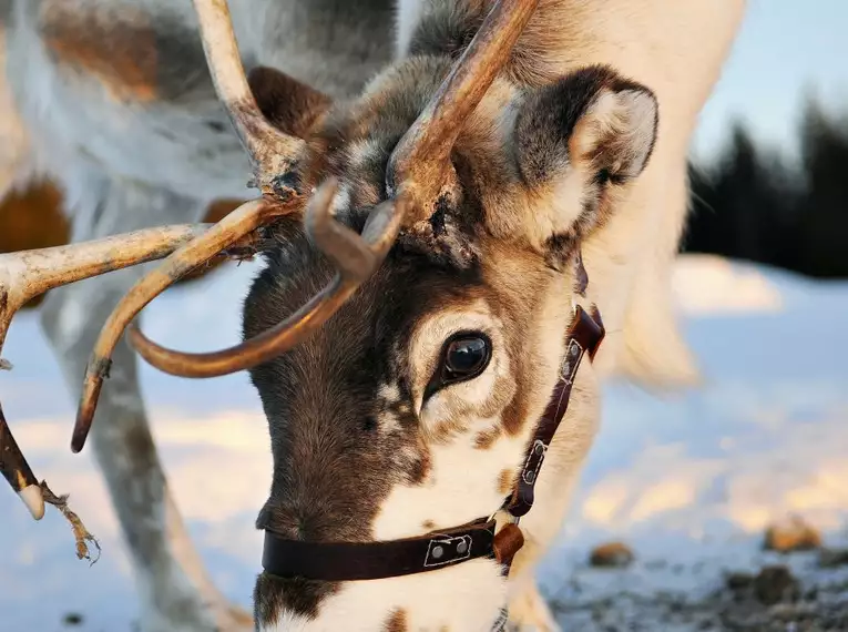 Magische Winteridylle in Schweden: Authentische Naturerlebnisse im Wildnisgehöft Solberget