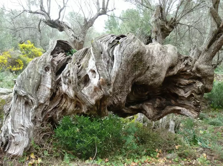 Ein imposanter, knorriger Baumstamm in Menorcas Natur.