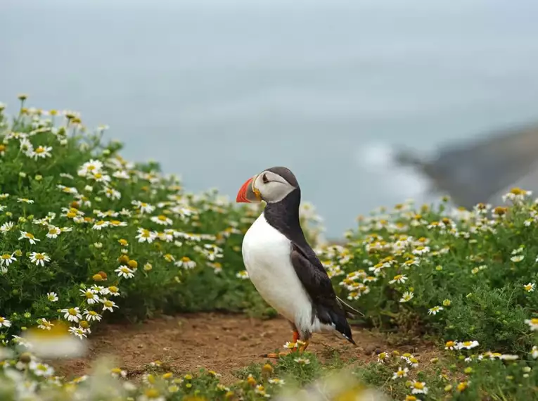 Ein Papageitaucher zwischen Blumen auf einer Klippe auf Jersey.