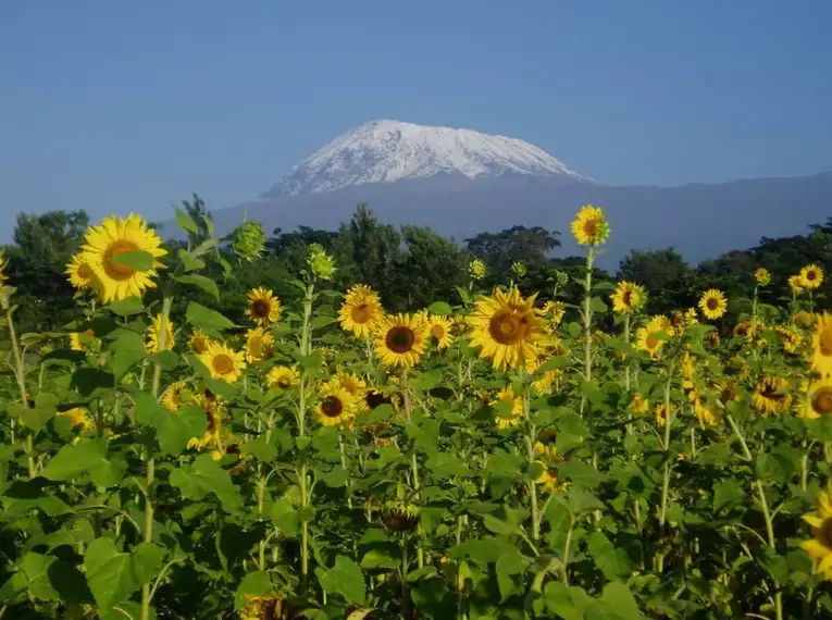 Kilimanjaro individuell - Machame Route inkl. Zusatztag