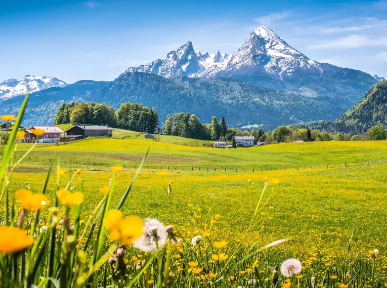 Blumenwiese vor den Berchtesgadener Alpen mit Watzmann Gipfel.