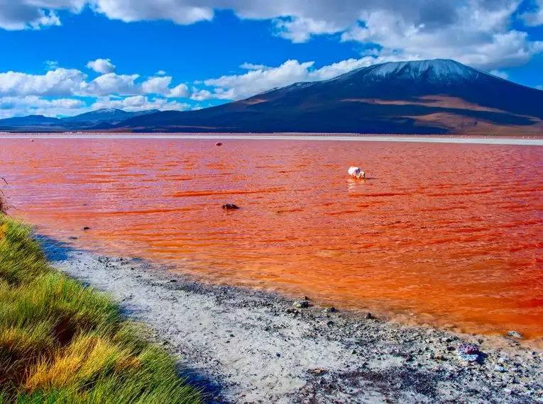 Rote Lagune Laguna Colorada mit Flamingo und Berglandschaft.