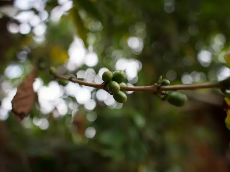 Indonesiens Naturschauspiel: Von Vulkanen auf Java bis zur Magie Balis